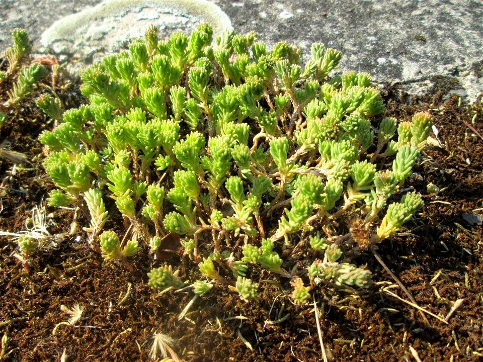 Milder Mauerpfeffer (Sedum sexangulare) im Bürgerpark Saarbrücken