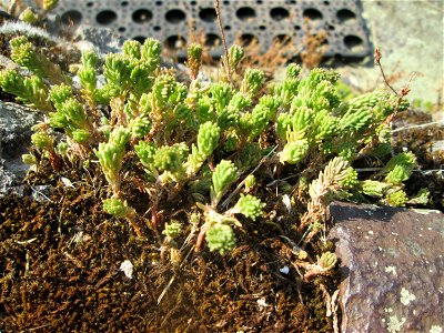 Milder Mauerpfeffer (Sedum sexangulare) im Bürgerpark Saarbrücken