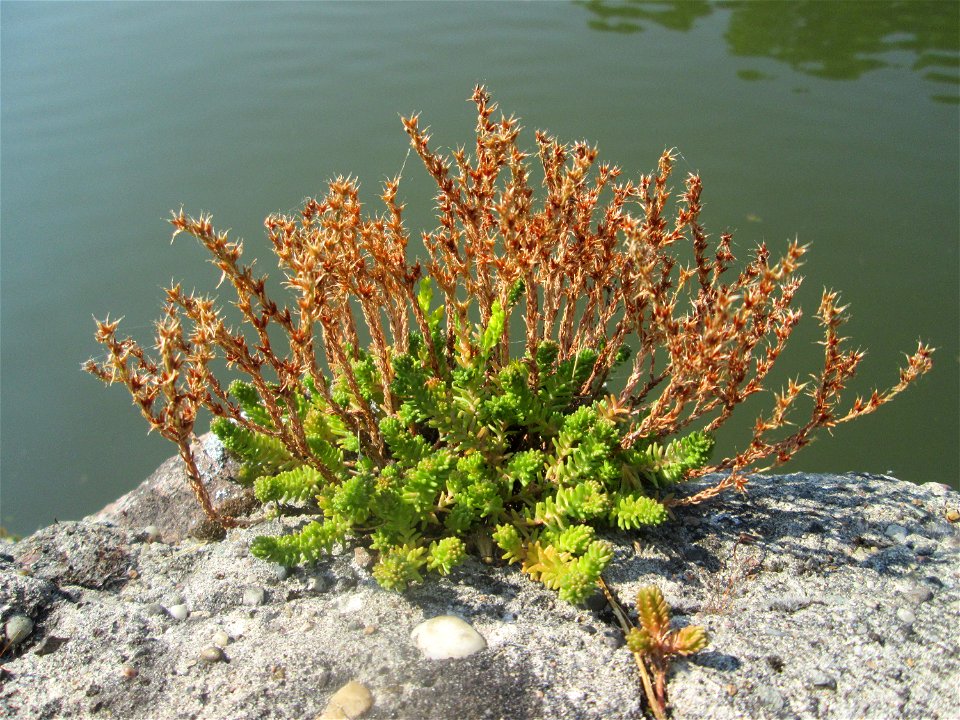 Milder Mauerpfeffer (Sedum sexangulare) im Bürgerpark Saarbrücken