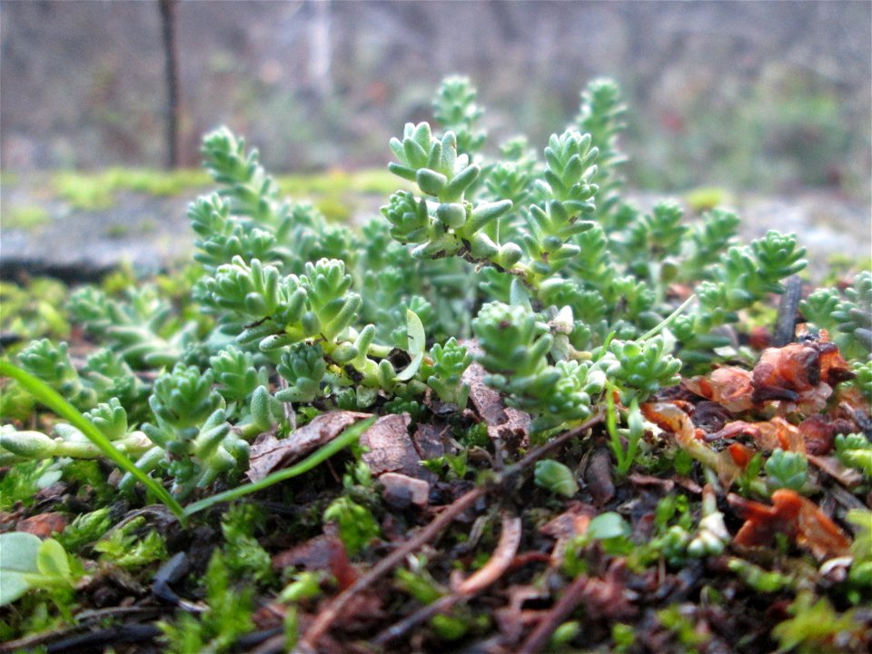 Milder Mauerpfeffer (Sedum sexangulare) am Tierfriedhof in Alt-Saarbrücken