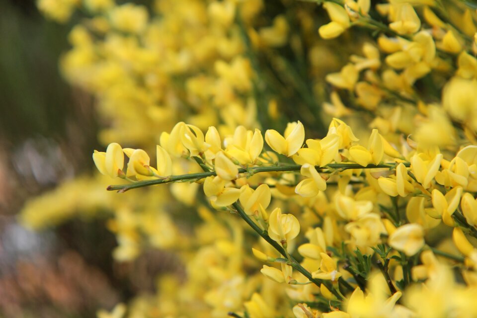 Shrub yellow flowers vegetation