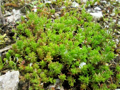 Milder Mauerpfeffer (Sedum sexangulare) am Tierfriedhof im Landschaftsschutzgebiet „Drahtzugweiher und das Habsterwiesental“ in Alt-Saarbrücken
