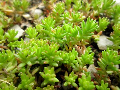 Milder Mauerpfeffer (Sedum sexangulare) am Tierfriedhof im Landschaftsschutzgebiet „Drahtzugweiher und das Habsterwiesental“ in Alt-Saarbrücken
