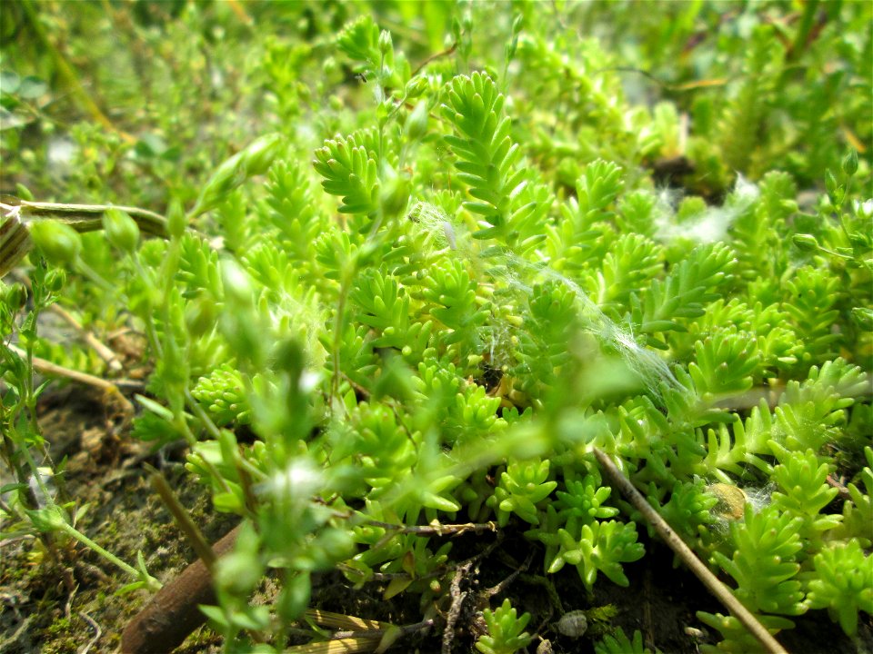 Milder Mauerpfeffer (Sedum sexangulare) auf Steinplatten am Rheinufer im Naturschutzgebiet „Rheinwald Altlußheim“