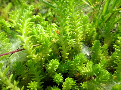 Milder Mauerpfeffer (Sedum sexangulare) auf Steinplatten am Rheinufer im Naturschutzgebiet „Rheinwald Altlußheim“