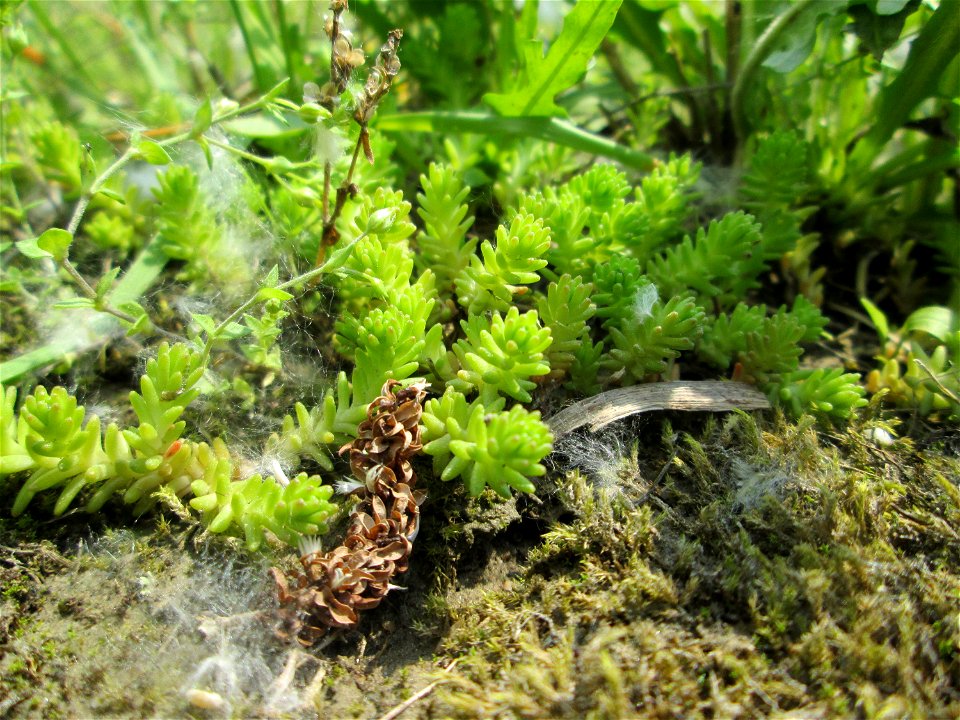 Milder Mauerpfeffer (Sedum sexangulare) auf Steinplatten am Rheinufer im Naturschutzgebiet „Rheinwald Altlußheim“