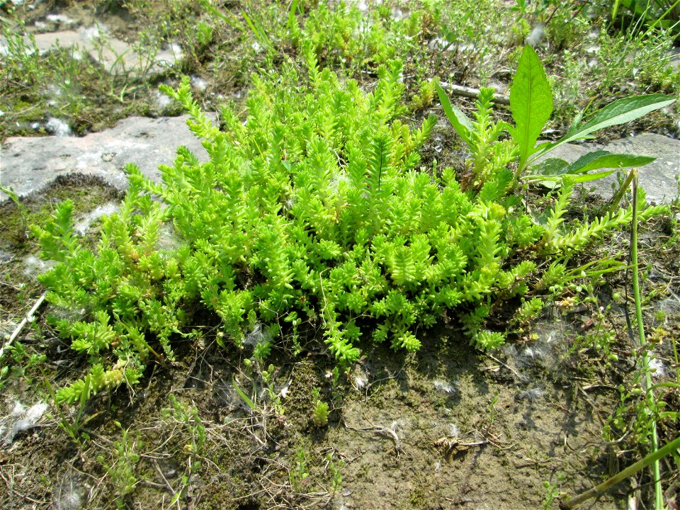 Milder Mauerpfeffer (Sedum sexangulare) auf Steinplatten am Rheinufer im Naturschutzgebiet „Rheinwald Altlußheim“