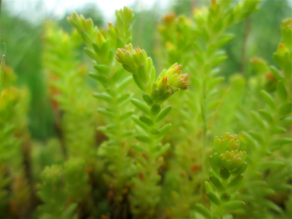 Milder Mauerpfeffer (Sedum sexangulare) im Bürgerpark Saarbrücken