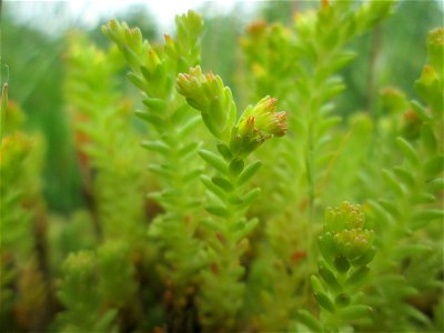 Milder Mauerpfeffer (Sedum sexangulare) im Bürgerpark Saarbrücken