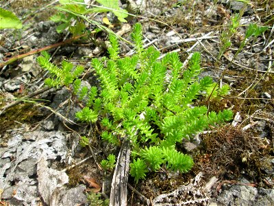 Milder Mauerpfeffer (Sedum sexangulare) auf dem Gelände der ehem. Halberger Hütte in Brebach