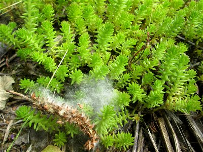 Milder Mauerpfeffer (Sedum sexangulare) auf dem Gelände der ehem. Halberger Hütte in Brebach