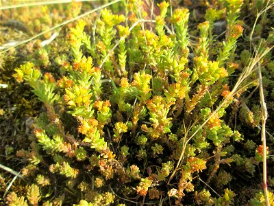 Milder Mauerpfeffer (Sedum sexangulare) im Bürgerpark Saarbrücken