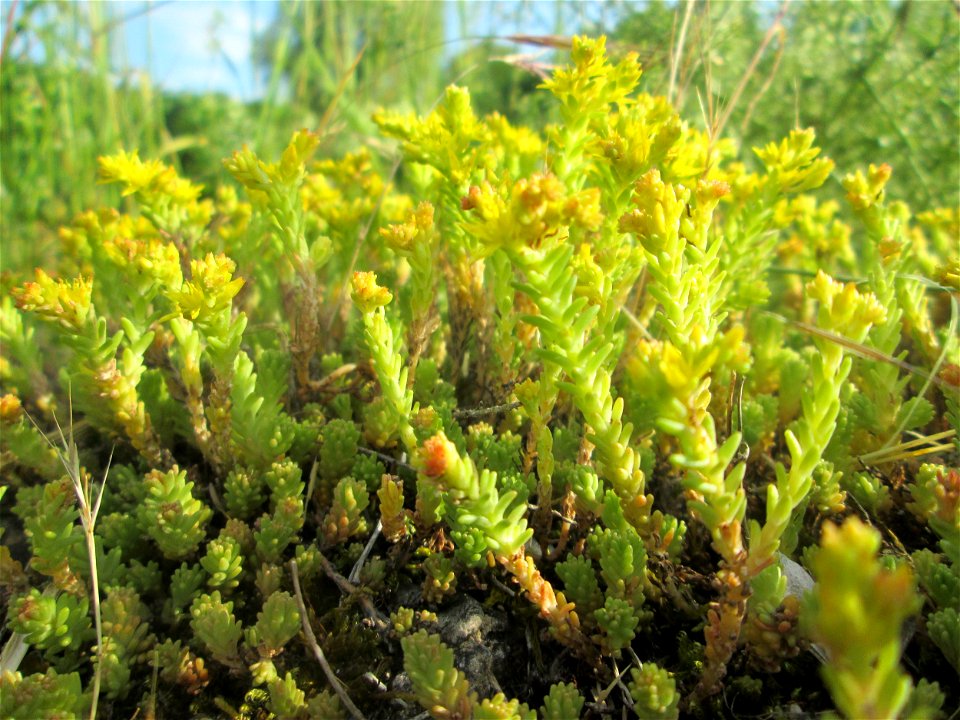 Milder Mauerpfeffer (Sedum sexangulare) im Bürgerpark Saarbrücken