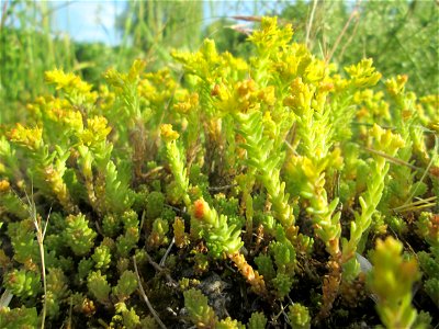 Milder Mauerpfeffer (Sedum sexangulare) im Bürgerpark Saarbrücken