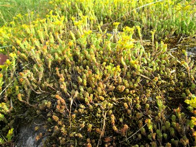 Milder Mauerpfeffer (Sedum sexangulare) im Bürgerpark Saarbrücken