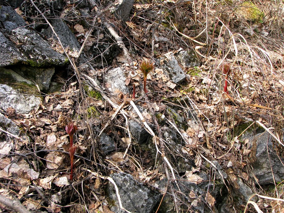 Paeonia anomala L. Young plants. Russia, Komi Republic, near Ukhta