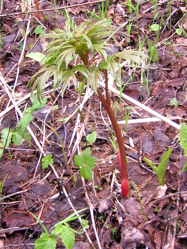 Paeonia anomala L. Young plant. Russia, Ukhta. Пион уклоняющийся, побег с бутоном. Россия, Ухта.