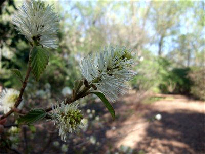 A closeup photograph of the flowers of Fothergilla major.