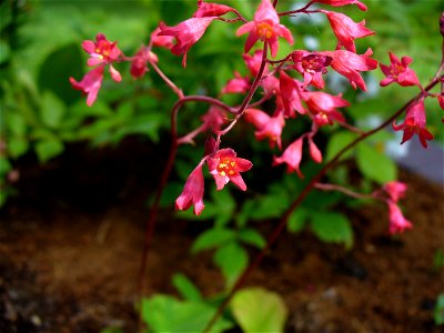 Blooming coral bells