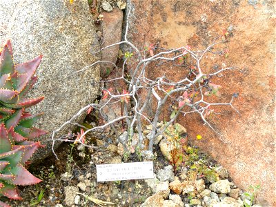 Crassula rupestris specimen in the University of California Botanical Garden, Berkeley, California, USA.