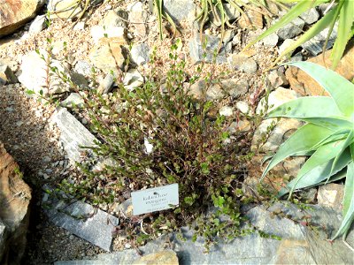 Kalanchoe manginii specimen in the Botanischer Garten München-Nymphenburg, Munich, Germany.