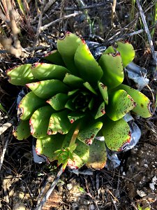 Photo of Britton's Dudleya uploaded from iNaturalist.