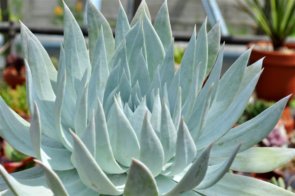 Dudleya Brittonii in the Conservatory at the Wave Hill public garden, Bronx, NY