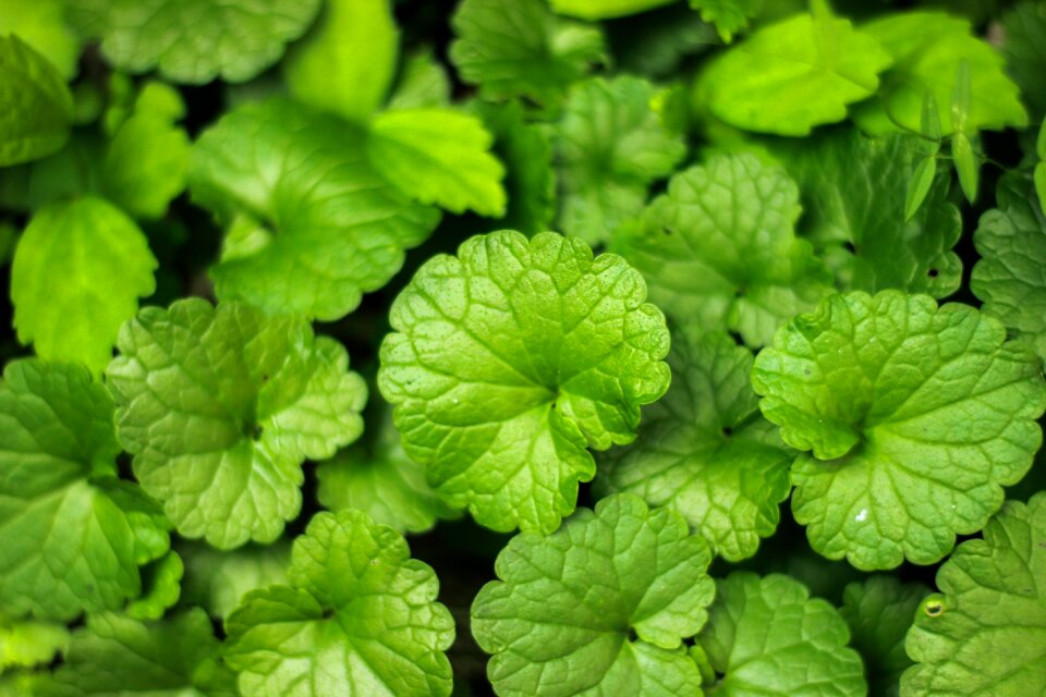 Spring nature green