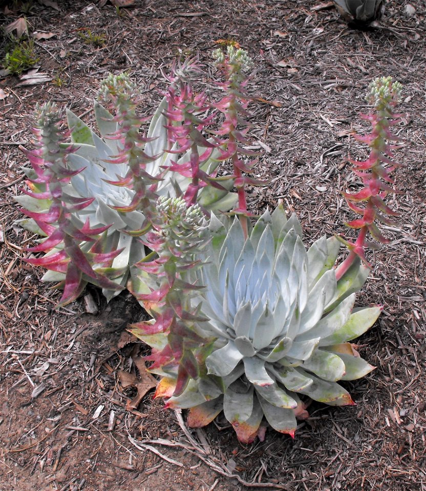 Dudleya brittonii at Quail Botanical Gardens in Encinitas, California, USA. Identified by sign.
