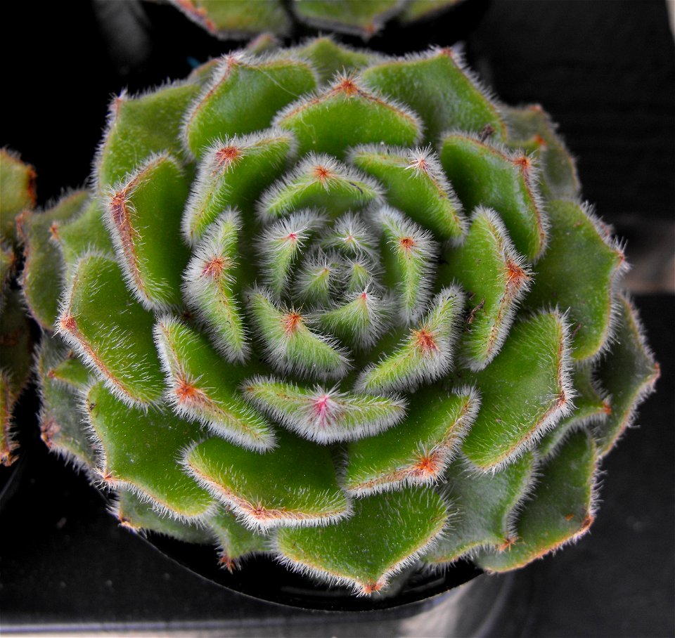 Echeveria setosa var ciliata at the San Diego Home & Garden Show, California, USA. Identified by exhibitor's sign.