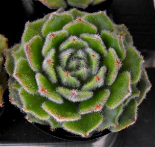 Echeveria setosa var ciliata at the San Diego Home & Garden Show, California, USA. Identified by exhibitor's sign.