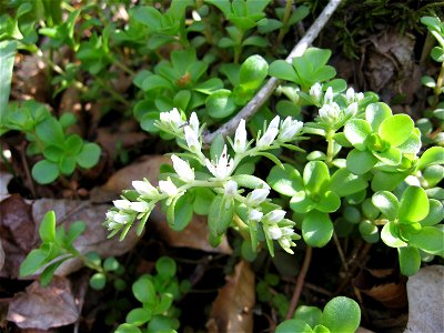 Sedum ternatum. Forest at Beaman Park, Davidson County, Tennessee