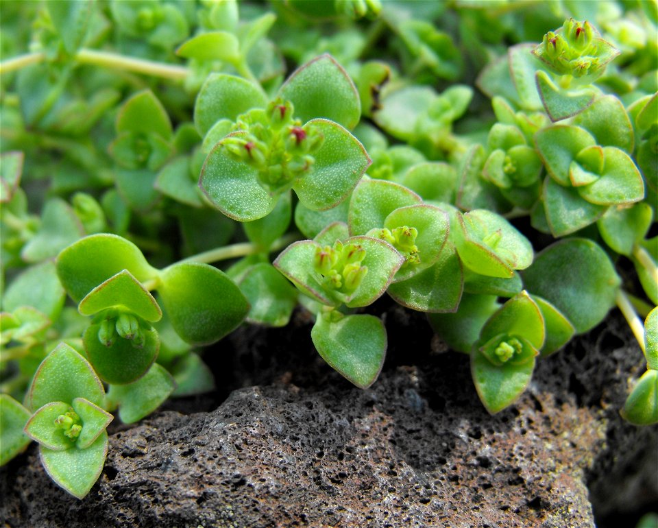 Crassula pellucida ssp. marginalis at the Huntington Library & Botanical Gardens in San Marino, California, USA. Identified by sign.