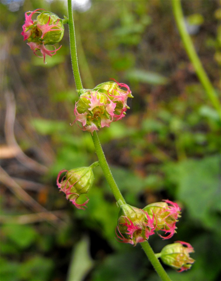 Tellima grandiflora at the UC Berkeley Botanical Garden, California, USA. Identified by sign.