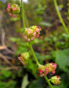 Tellima grandiflora at the UC Berkeley Botanical Garden, California, USA. Identified by sign.