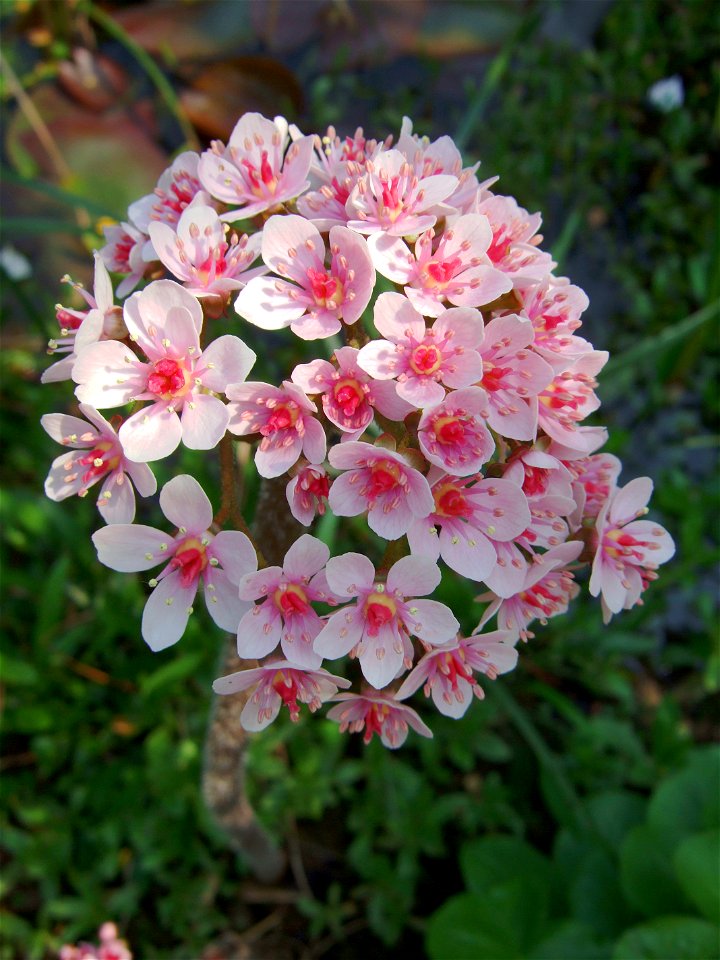 Flowers of Darmera peltata on a single flower stem