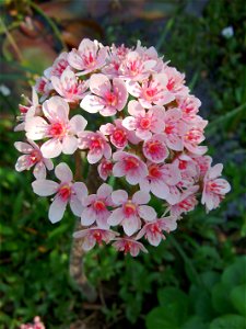 Flowers of Darmera peltata on a single flower stem