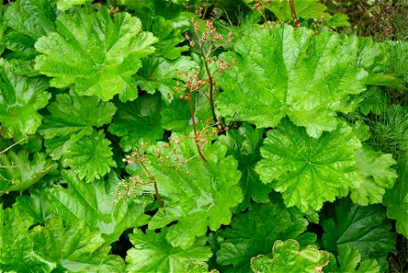 Indian rhubarb or Umbrella plant
