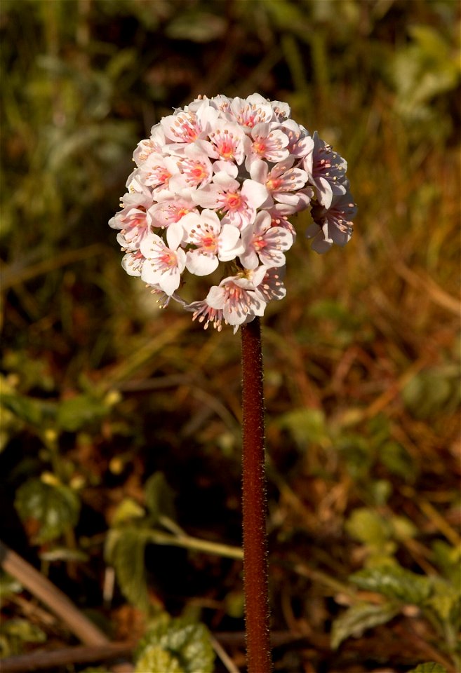 Indian rhubarb or Umbrella plant