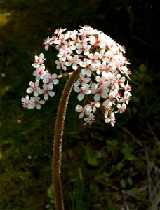 Indian rhubarb or Umbrella plant