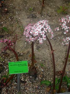 Peltiphyllum peltatum also known as Darmera peltata