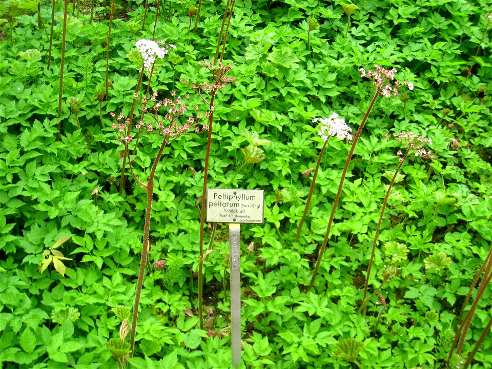 Peltiphyllum peltatum specimen in the Botanischer Garten, Berlin-Dahlem (Berlin Botanical Garden), Berlin, Germany.