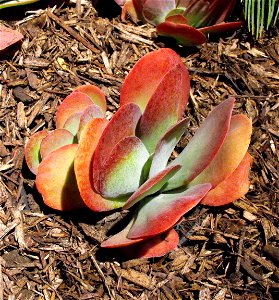 Kalanchoe luciae at the San Diego Home & Garden Show, California, USA. Identified by exhibitor's sign.