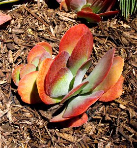 Kalanchoe luciae at the San Diego Home & Garden Show, California, USA. Identified by exhibitor's sign. photo