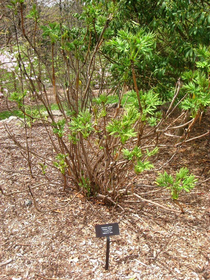 Paeonia ludlowii, Arnold Arboretum, Jamaica Plain, Boston, Massachusetts, USA.