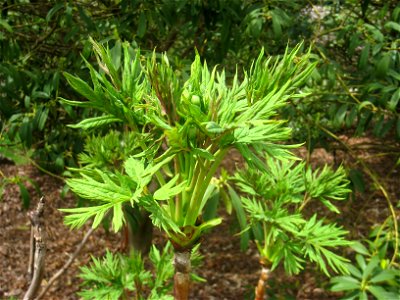 Paeonia ludlowii, Arnold Arboretum, Jamaica Plain, Boston, Massachusetts, USA.