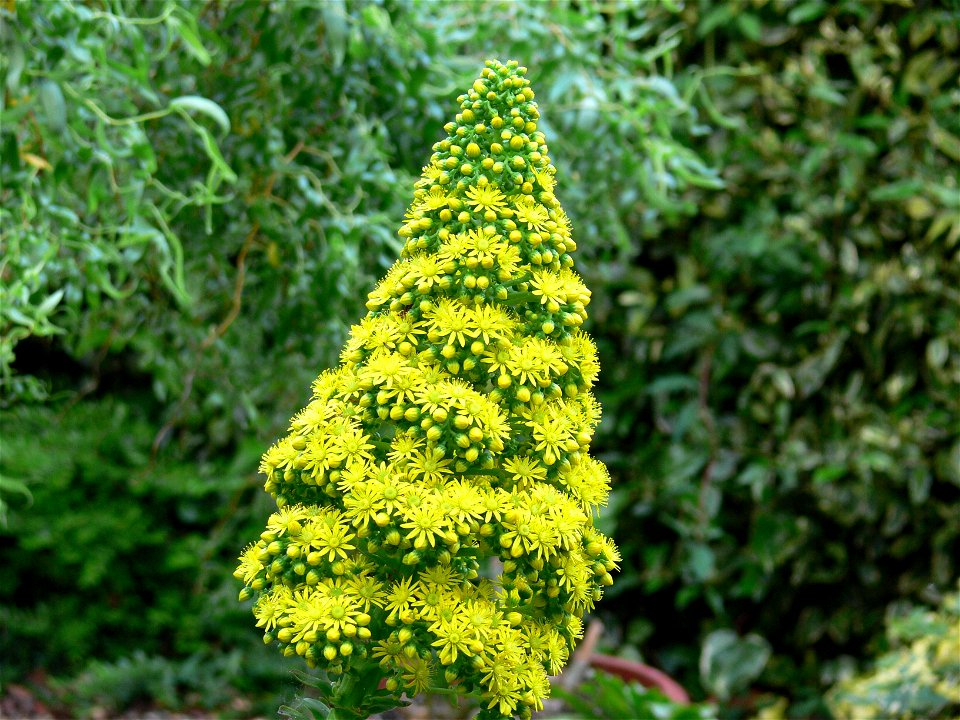 Aeonium Undulatum flower head