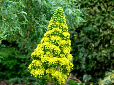 Aeonium Undulatum flower head