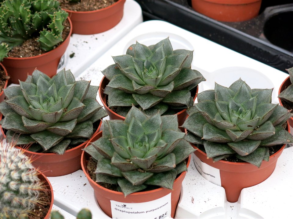 Echeveria purpusorum in a garden centre. Identified by its commercial botanic label as Graptopetalum purpusorum.