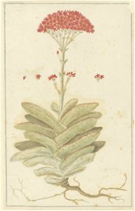 IdentificatieTitel(s): Crassula perfoliata L. (Sekelblaarplakkie)Crassola (titel op object)Objecttype: tekening albumblad Objectnummer: RP-T-1914-18-76Opschriften / Merken: annotatie, rechtsonder, pot